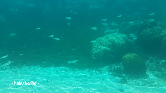 Inside Weekuri lake: fishes!