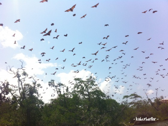 Pasukan kalong dari Pulau Kalong