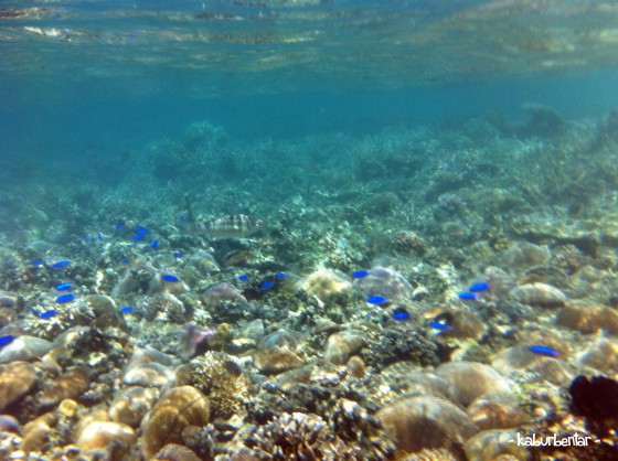 Bisa dekat-dekat dengan ikan pas snorkeling di Pulau Kelor!