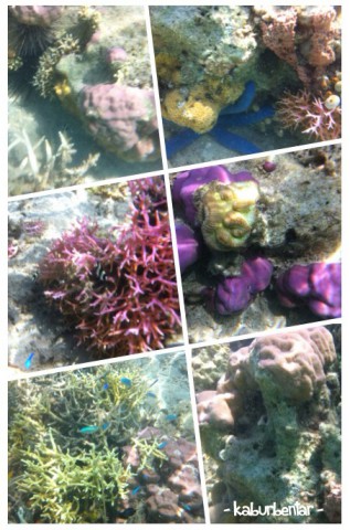 Underwater view Pulau Tiga
