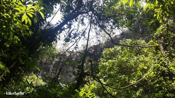 Mengintip bibir gua Jomblang dari bawah. Terlihat kan rimbunnya vegetasi di area bawah?