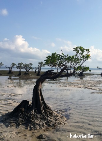 Pohon mangrove yang tumbuh meliuk