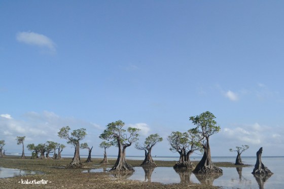 Deretan mangrove di Walakiri