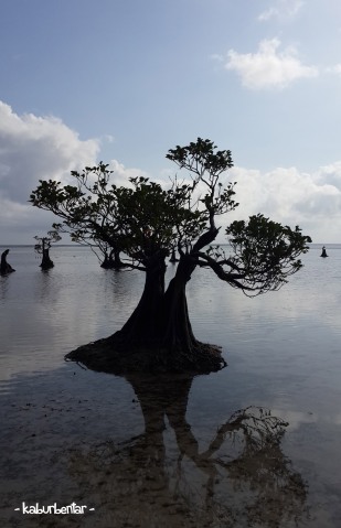 siluet mangrove 1