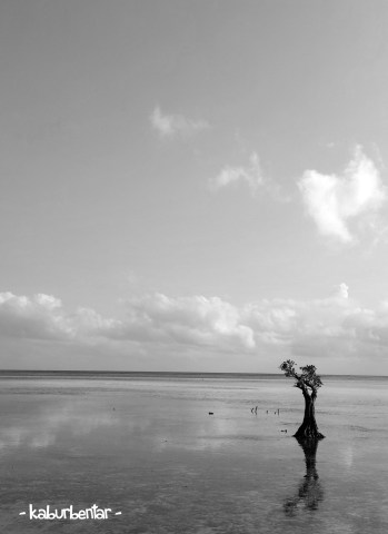 The last man(grove) standing.